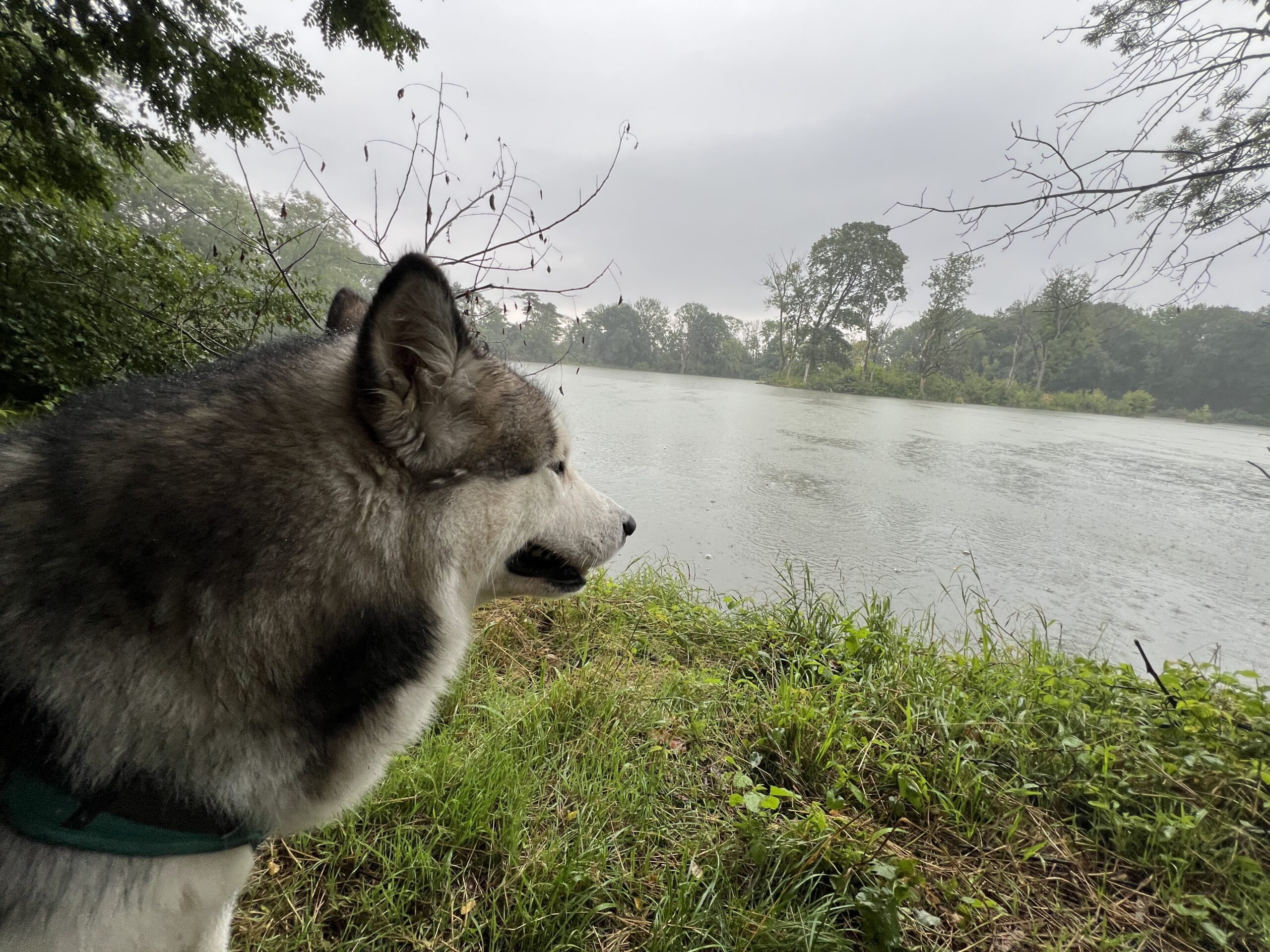 Shanti by misty lake