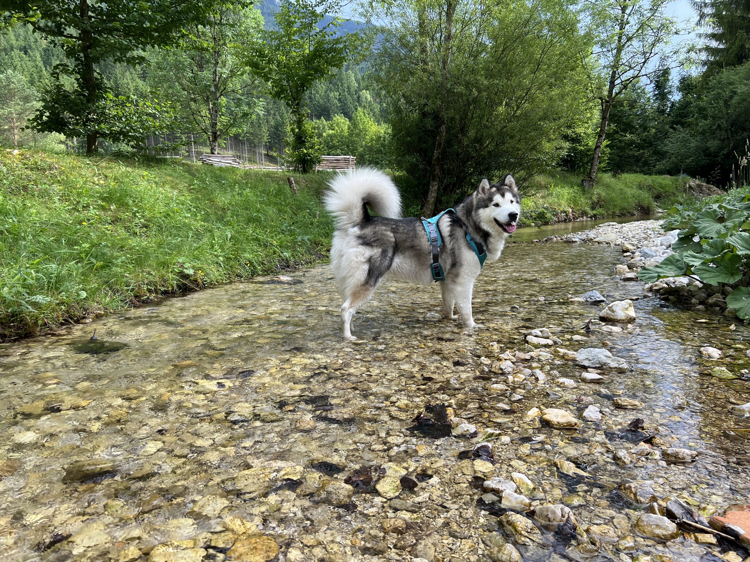 Shanti in mountain stream